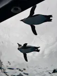 サンシャイン水族館に投稿された画像（2026/6/8）