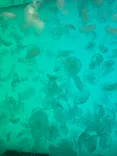 アクアワールド茨城県大洗水族館に投稿された画像（2026/6/8）