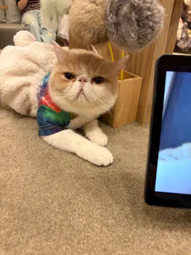 猫カフェモカ 名古屋栄店に投稿された画像（2026/6/8）