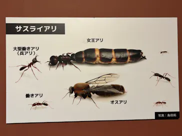 特別展「超危険生物展　科学で挑む生き物の本気」に投稿された画像（2026/6/8）
