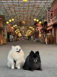 西武園ゆうえんちに投稿された画像（2026/6/8）