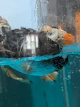 アクアワールド茨城県大洗水族館に投稿された画像（2026/6/8）