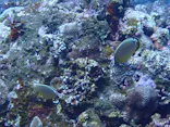 SeaJack divefamily （シージャック）に投稿された画像（2026/6/8）