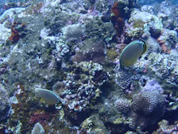 SeaJack divefamily （シージャック）に投稿された画像（2026/6/8）
