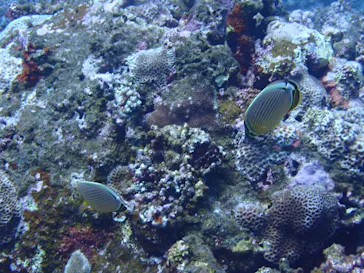 SeaJack divefamily （シージャック）に投稿された画像（2026/6/8）
