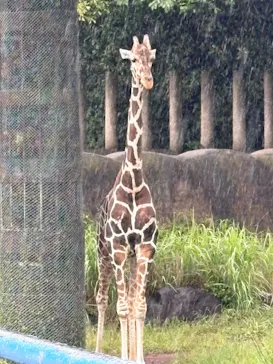 千葉市動物公園に投稿された画像（2026/6/8）