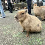 伊豆シャボテン動物公園に投稿された画像（2026/6/8）