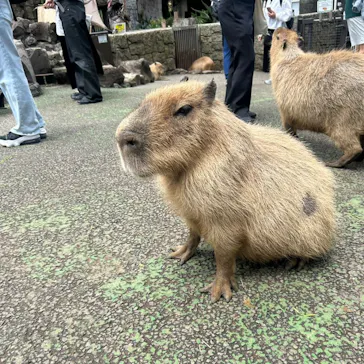 伊豆シャボテン動物公園に投稿された画像（2026/6/8）