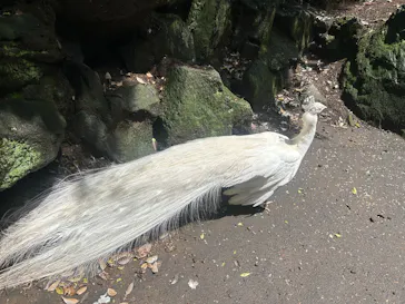伊豆シャボテン動物公園に投稿された画像（2026/6/8）