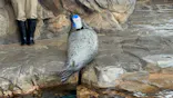 しながわ水族館に投稿された画像（2026/6/9）