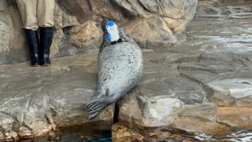 しながわ水族館に投稿された画像（2026/6/8）