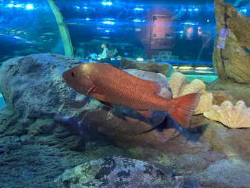 しながわ水族館に投稿された画像（2026/6/8）