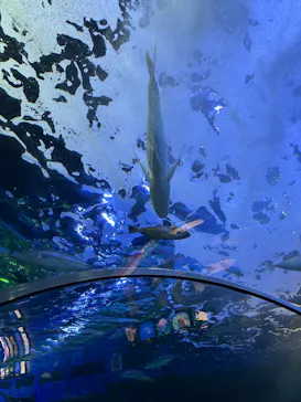 しながわ水族館に投稿された画像（2026/6/8）