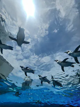 サンシャイン水族館に投稿された画像（2026/6/8）