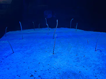 竹島水族館に投稿された画像（2026/6/9）