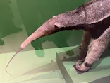 特別展「超危険生物展　科学で挑む生き物の本気」に投稿された画像（2026/6/9）