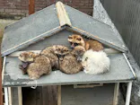 しろとり動物園に投稿された画像（2026/6/9）