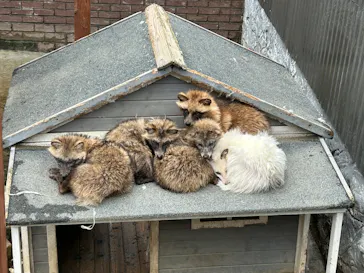 しろとり動物園に投稿された画像（2026/6/9）