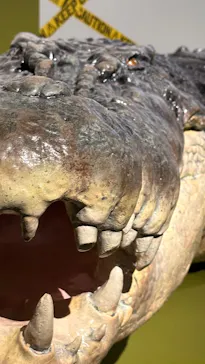 特別展「超危険生物展　科学で挑む生き物の本気」に投稿された画像（2026/6/9）