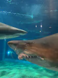 アクアワールド茨城県大洗水族館に投稿された画像（2026/6/9）