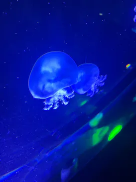 名古屋港水族館に投稿された画像（2026/6/9）