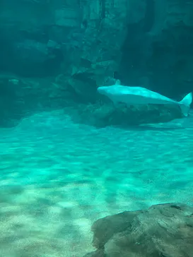 名古屋港水族館に投稿された画像（2026/6/9）