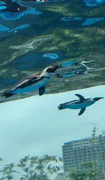 サンシャイン水族館に投稿された画像（2026/6/9）