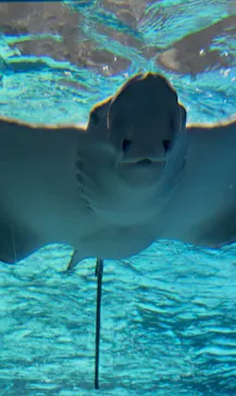 サンシャイン水族館に投稿された画像（2026/6/9）