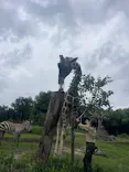 天王寺動物園に投稿された画像（2026/6/9）