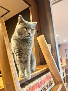 猫カフェPuchiMarry　京都河原町店に投稿された画像（2026/6/9）