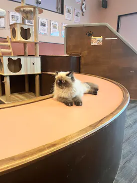 猫カフェPuchiMarry　京都河原町店に投稿された画像（2026/6/9）
