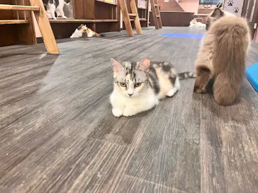 猫カフェPuchiMarry　京都河原町店に投稿された画像（2026/6/9）