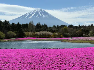 富士芝桜まつり(富士本栖湖リゾート)に投稿された画像（2026/6/9）