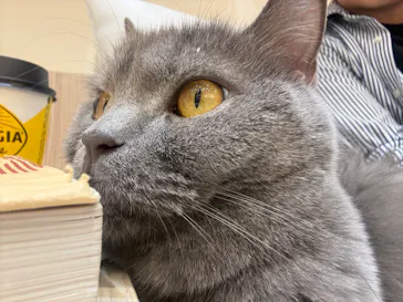 猫カフェモカ　イオンモール幕張新都心店に投稿された画像（2026/6/10）