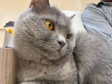 猫カフェモカ　イオンモール幕張新都心店に投稿された画像（2026/6/10）