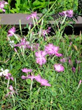 名古屋市東山動植物園に投稿された画像（2026/6/10）