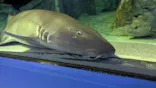しながわ水族館に投稿された画像（2026/6/10）