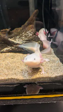 しながわ水族館に投稿された画像（2026/6/10）
