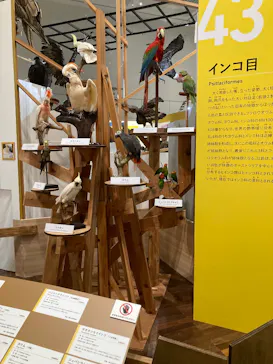 特別展「鳥 ～ゲノム解析が解き明かす新しい鳥類の系統～」に投稿された画像（2026/6/10）