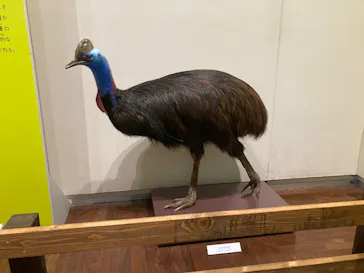 特別展「鳥 ～ゲノム解析が解き明かす新しい鳥類の系統～」に投稿された画像（2026/6/10）