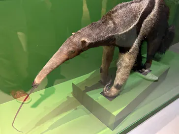 特別展「超危険生物展　科学で挑む生き物の本気」に投稿された画像（2026/6/10）