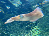 上越市立水族博物館 うみがたりに投稿された画像（2026/6/10）