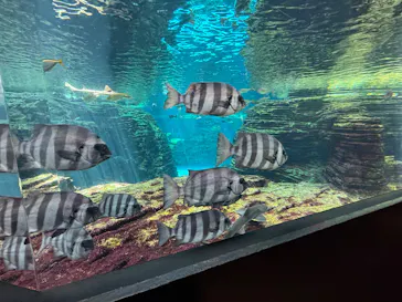 上越市立水族博物館 うみがたりに投稿された画像（2026/6/10）