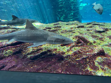 上越市立水族博物館 うみがたりに投稿された画像（2026/6/10）