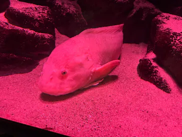 上越市立水族博物館 うみがたりに投稿された画像（2026/6/10）