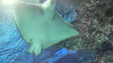 サンシャイン水族館に投稿された画像（2026/6/10）