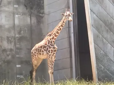 名古屋市東山動植物園に投稿された画像（2026/6/10）