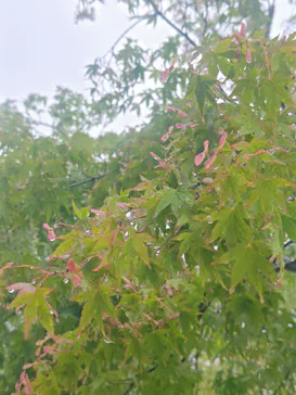 箱根ガラスの森美術館に投稿された画像（2026/6/10）