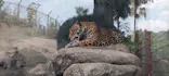 天王寺動物園に投稿された画像（2026/6/11）