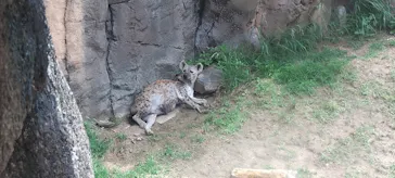 天王寺動物園に投稿された画像（2026/6/10）